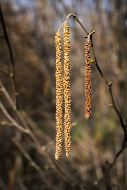 detail of the flowering of the common hazel, Corylus avellana, in a park