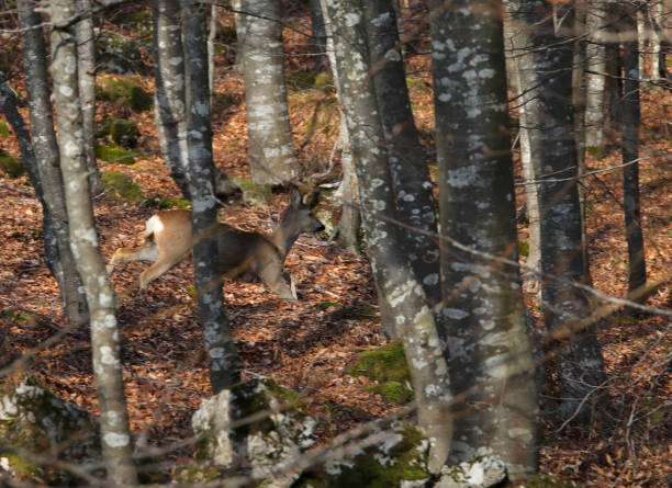 scared roe deer running through the woods camouflaging itself among the trees