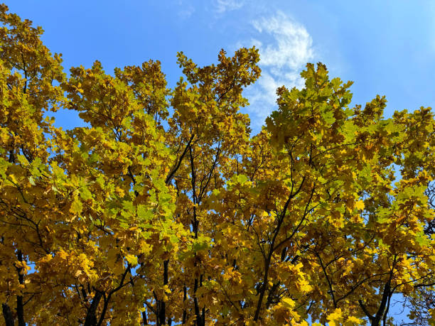 Oak trees yellow leaves in autumn park.