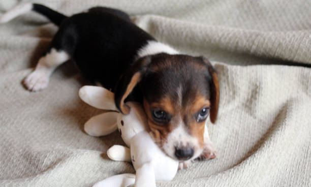 istock cute beagle puppy playing with a stuffed rabbit toy 2204009856