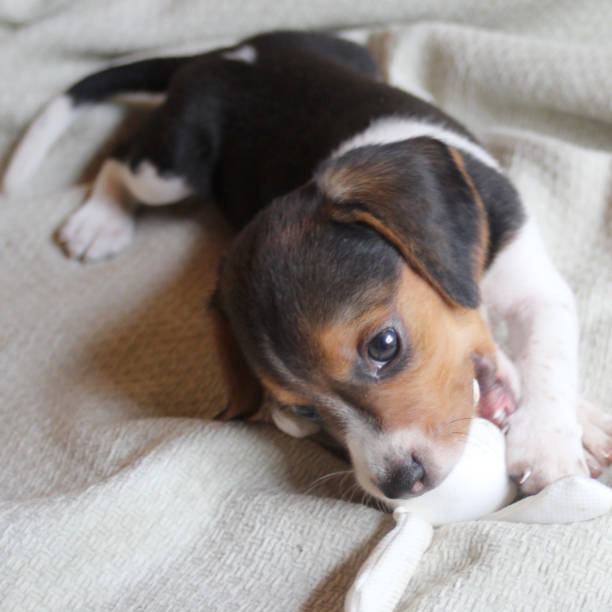 istock cute beagle puppy chewing a stuffed rabbit toy 2204012357