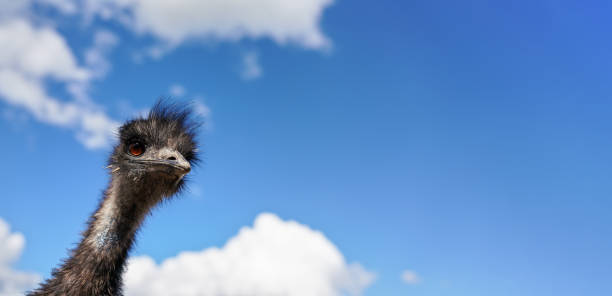 istock Ostrich head against blue sky looking, closeup detail - space for text right 2204012493