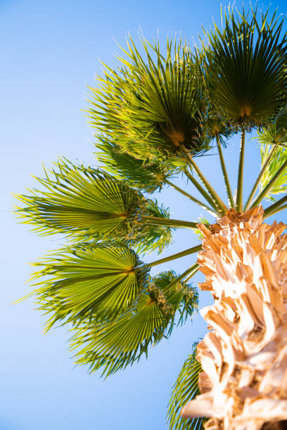 istock Sunlit Palm Trees in Antalya’s Coastal Beauty 2204012511