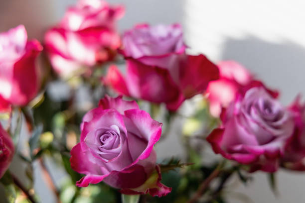 Romantic bouquet of beautiful fresh roses