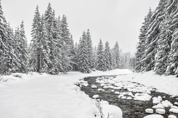 Small forest creek running through winter landscape - snow covered coniferous trees both sides, high resolution photo
