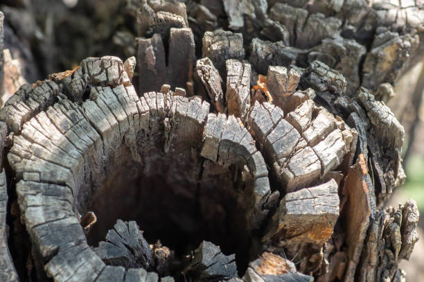dead stump of some abstract kind