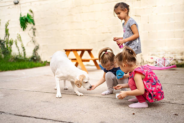 Three little girls feeding their labrador dog in the backyard