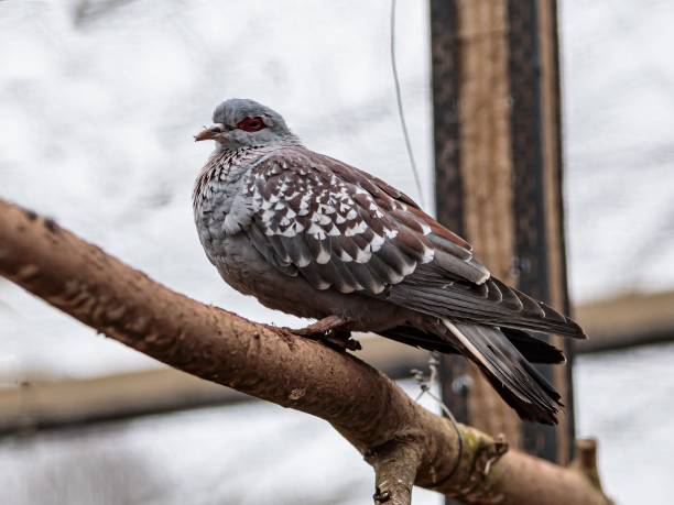 Feral pigeon in London Park.