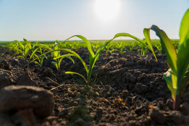 istock Young corn plants emerge from rich soil in a rural field, basking in warm sunlight, signaling the start of the growing season 2204016059