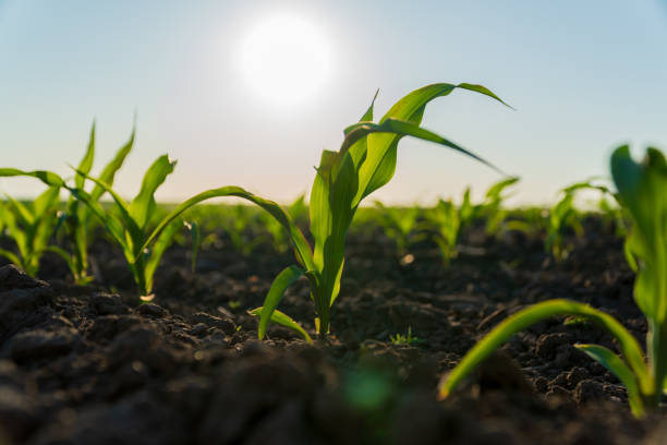 istock Corn plants are emerging from dark soil under a bright sun in a rural agricultural setting, showcasing vibrant green leaves 2204016063