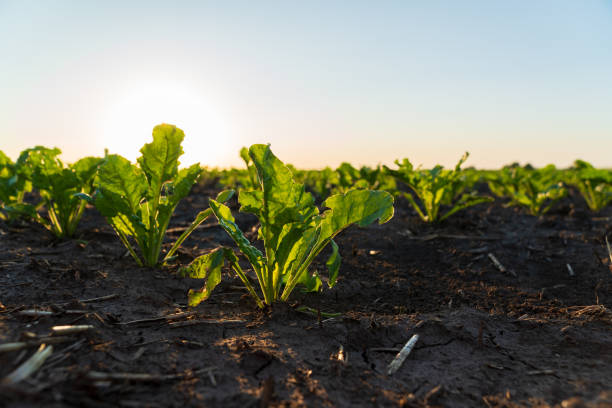 istock Sugar beet seedlings thrive in rich soil as the sun sets, casting a golden light across the cultivated field, highlighting agricultural growth 2204016072
