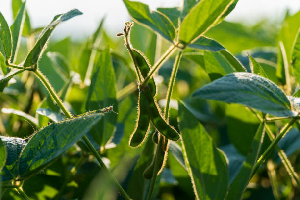 istock Robust soybean plants display green leaves and developing pods under warm sunlight in a rural agricultural field during harvest season 2204016095
