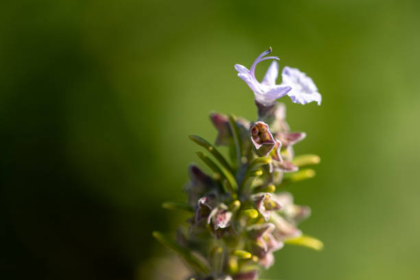 Delicate white flowers of rosemary (Salvia rosmarinus) emerge from the vibrant green leaves in a garden. This rosemary plant thrives in the sunlight, attracting pollinators with its fragrant blooms.