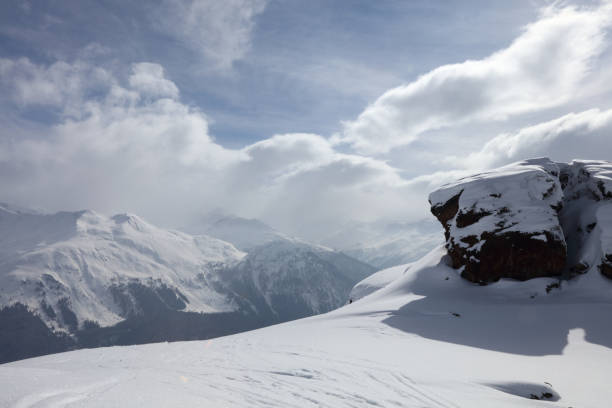 Swiss pine (Pinus cembra) wood above Arosa in the canton of graubuenden. The mature size is typically between 25-35 metres.  The species is long-lasting and can reach an age between 500 and 1000 years. The image shows several swiss pines during winter season.