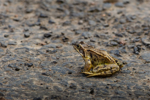 istock A frog is sitting on a road 2204020832