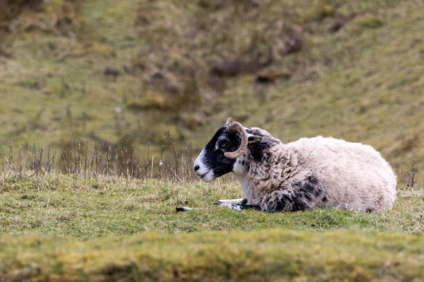 istock A ram is laying down on a grassy hill 2204020841