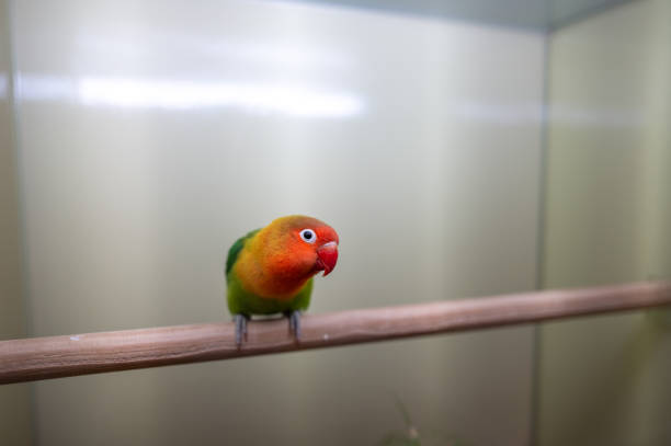 Rosy-faced lovebird perched on a branch inside a cage, looking at the camera