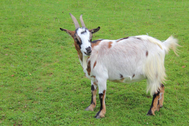 istock Hausziege / Domestic Goat / Capra aegagrus hircus 2204022420