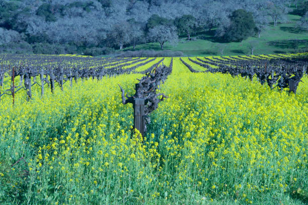 istock Mustard Fileds in Napa Valley Vineyards 2204023212