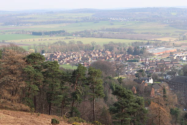 Conifers on a hillside overlooking countryside