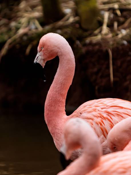 istock Greater Flamingo Neck. 2204025514