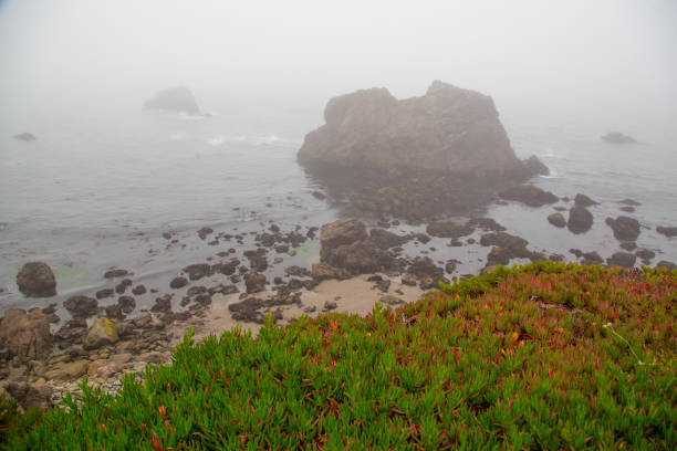 A lush green  hillside covered with colorful vegetation descends towards a rocky coastline with the Pacific ocean waves gently crash against the shore under a misty overcast sky on highway 101 in California.