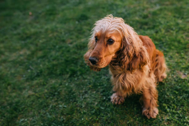 istock Cute purebred cocker spaniel dog outdoors in the grass on a sunn 2204035831