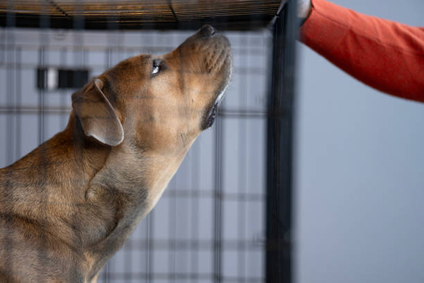An adult mixed breed dog is seen in a kennel sniffing the hand of a passer by and then letting him say hello.  He appears sad and lonely as he patiently waits to be adopted.