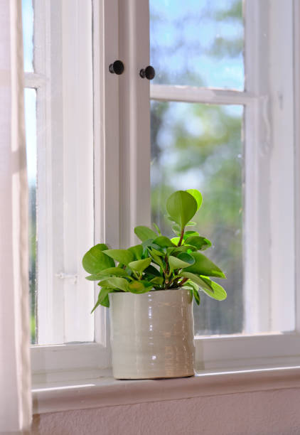 istock Small green plant in white pot on windowsill under natural daylight 2204036633