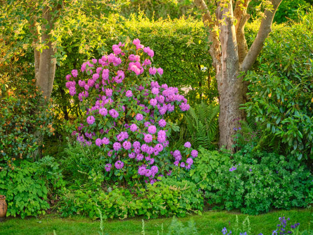 istock Beautiful blooming rhododendron flowers in a vibrant garden setting 2204036636