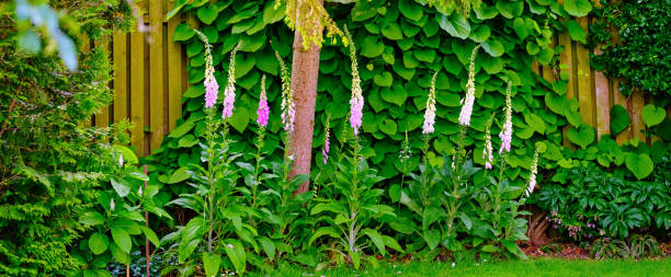 istock Lush garden landscape with blooming foxgloves during a vibrant summer 2204036649