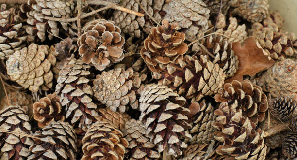 istock Close-up view of natural pinecones with a decorative rustic texture 2204036685