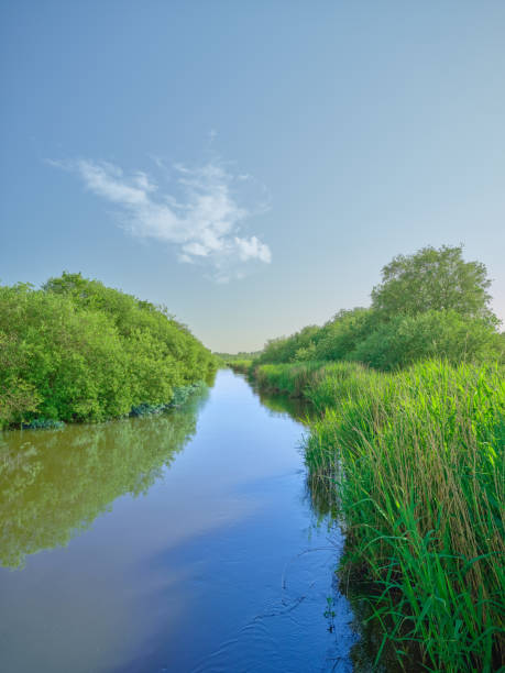 A tranquil scene set in Denmark during summer, featuring a gentle stream flowing through flourishing green foliage and tall grass under a beautifully clear blue sky. Perfect for nature and seasonal reflections.