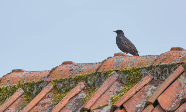 A crow stands on the edge of a brick rooftop, silhouetted against an overcast sky with hints of blue peeking through the clouds.