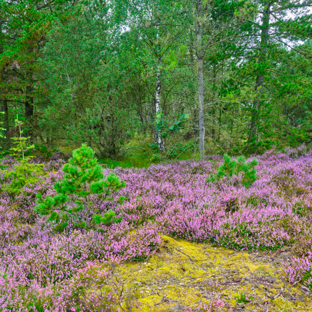 Close-up of blooming pink heather in forest. Beautiful nature.