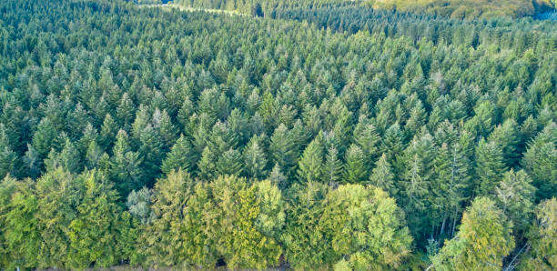 istock Lush Dense Forest Landscape in Denmark Captured from Above 2204036754