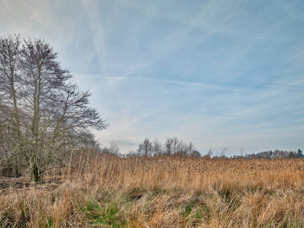 A tranquil winter landscape in Denmark showcasing leafless trees standing tall against a serene blue sky. Golden dry grass sways in the breeze, offering a poetic glimpse of nature's beauty transitioning through seasons.