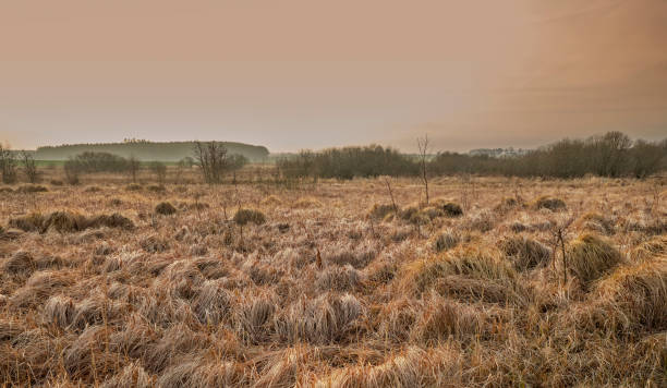A serene winter morning in Denmark, showcasing a vast field of frost-coated grass under a tranquil sky. The scene reflects a seasonal transition, evoking peace and wonder amidst muted natural tones.