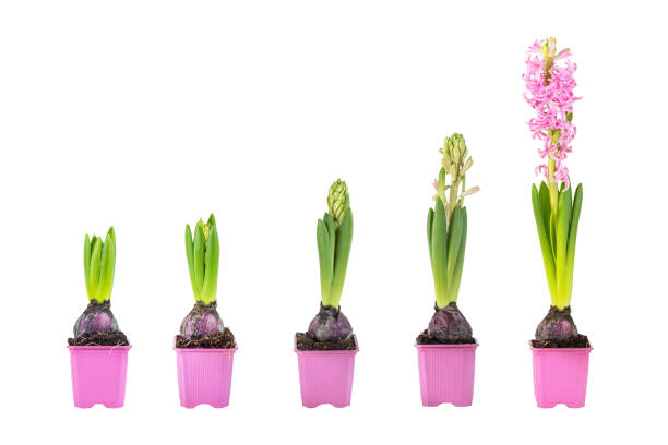 istock Hyacinth Growth Stages in Pink Pots isolated on a white background 2204037078