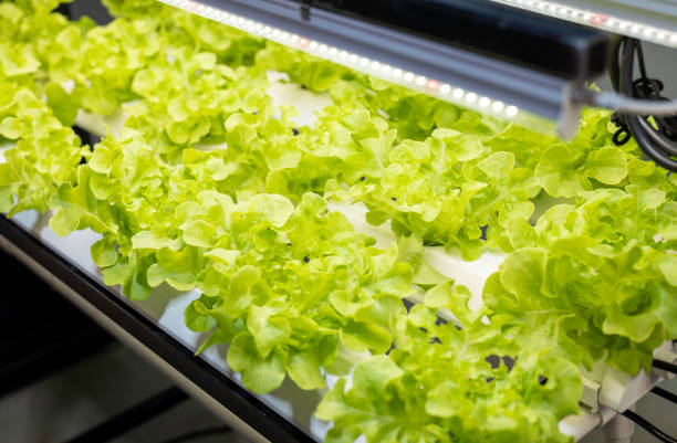 istock Indoor farm system raised plants on shelves growth with led light 2204037774