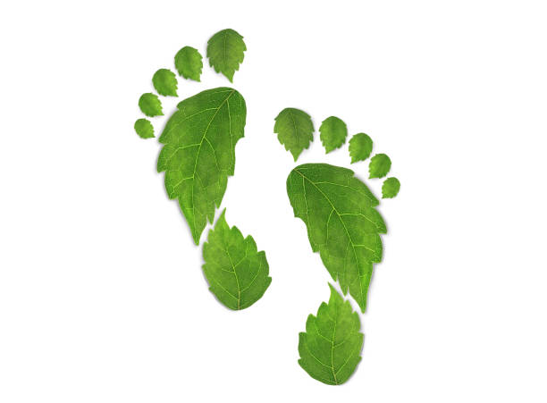 istock green leaf growing footprints, co2 symbol isolated on White Background. Reduce CO2 emission concept.Clean and friendly environment without carbon dioxide emissions.With clipping path. 2204039161