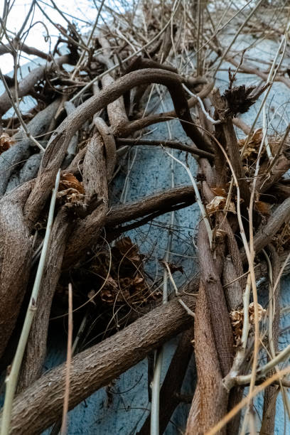 istock Natural vines intertwining on a blue wall create an artistic texture in an urban setting during autumn 2204044844
