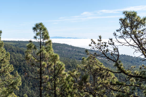 istock Canary pine forest on rolling hills under a bright blue sky, distant horizon with cloud cover, lush greenery 2204048100