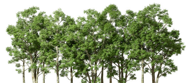 Cutout eco trees woods group landscape on white backgrounds 3d illustrations