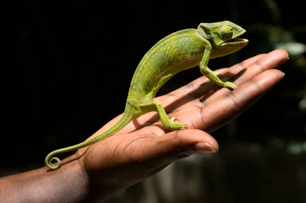 Green african chameleon hold by human hand under the sun