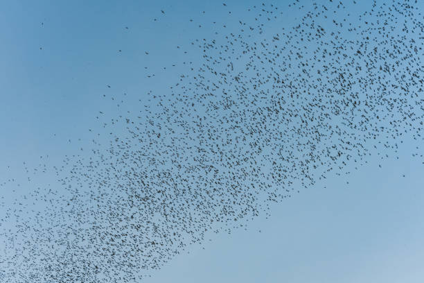Flock of bats flying in blue sky from natural cave in the evening at Wat Khao Chong Phran, Ratchaburi