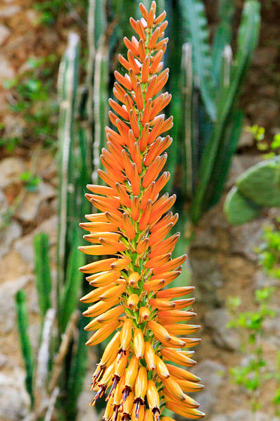 istock Orange Cone-Shaped Flowers called Red Hot Poker. Kniphofia. 2204051347