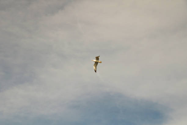 A single gull in flight against a cloudy sky. The gull is centered in the frame, with its wings outstretched, soaring through the air.