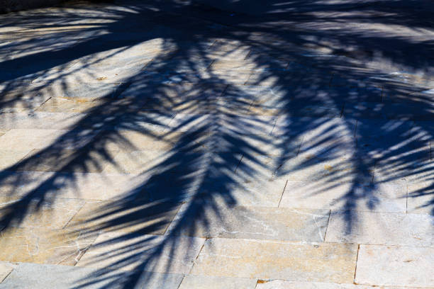 Shadow of palm tree on ground indoors