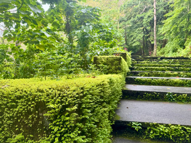 istock Close-up of moss-covered stone steps in a lush tropical forest 2204053244